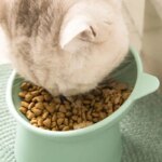 Tilted Pet Food Bowl: High Bottom Neck Protector, Antichoking Design