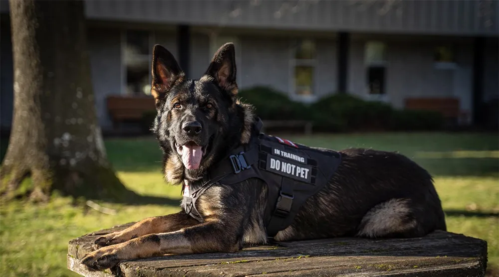 Large Dog Harness and Leash Set: Training Walking Vest for German Shepherd, Malinois, and All Breeds