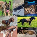 Large Dog Harness and Leash Set: Training Walking Vest for German Shepherd, Malinois, and All Breeds